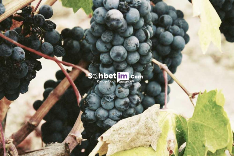 Chatroulette Sohbet Odası ve Mobil Sohbet Sitesi