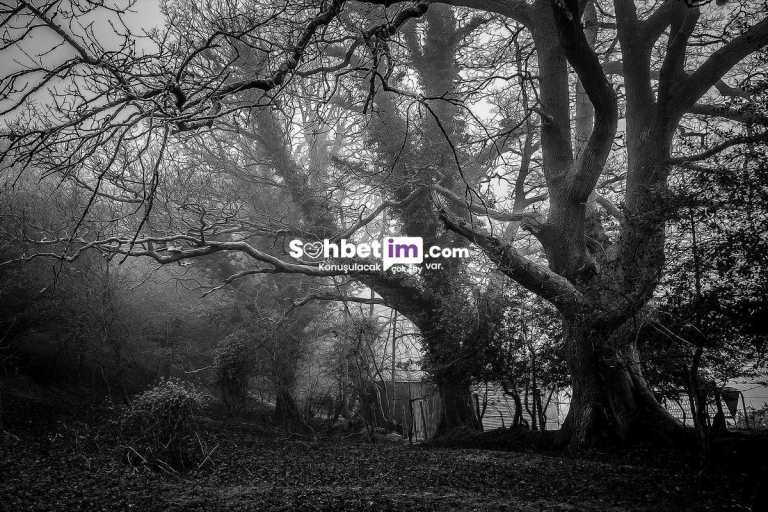 Mobil Sohbet Odası ile Sanal Chat Deneyimi