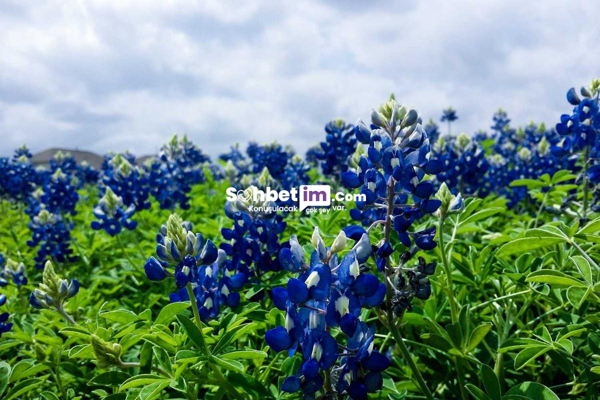 Online Chat Odaları ile Kızlarla Sohbet Keyfi Yaşa