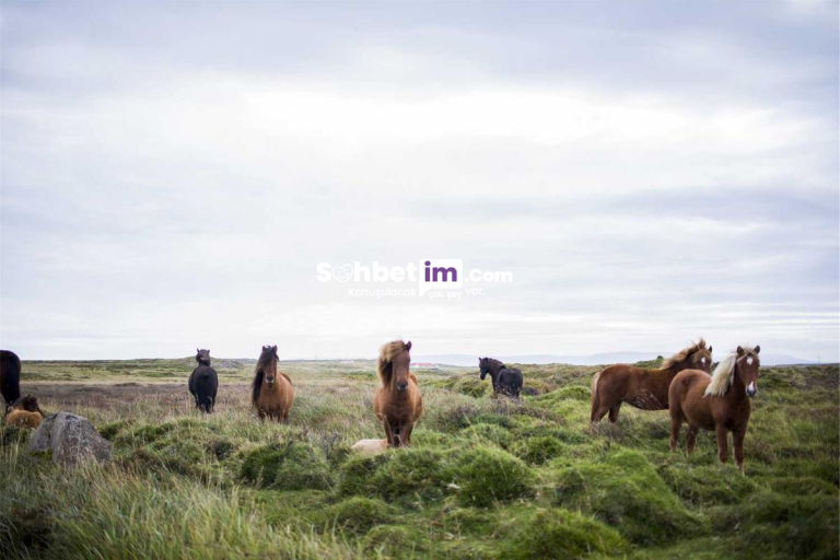 Siber Alem Chat Odaları ile Sanal Sohbetin Adresi