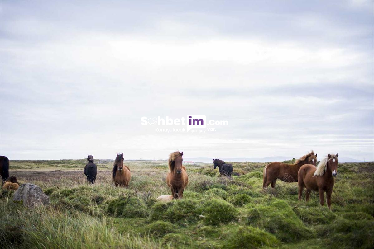 Siber Alem Chat Odaları ile Sanal Sohbetin Adresi