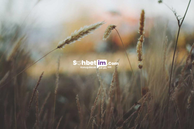 Geveze Sohbet Sayesinde Mobil Chat Keyfi Yaşa