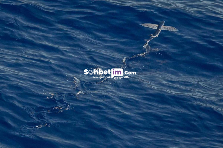 Omegle Benzeri Chat Siteleri ile Görüntülü Sohbet