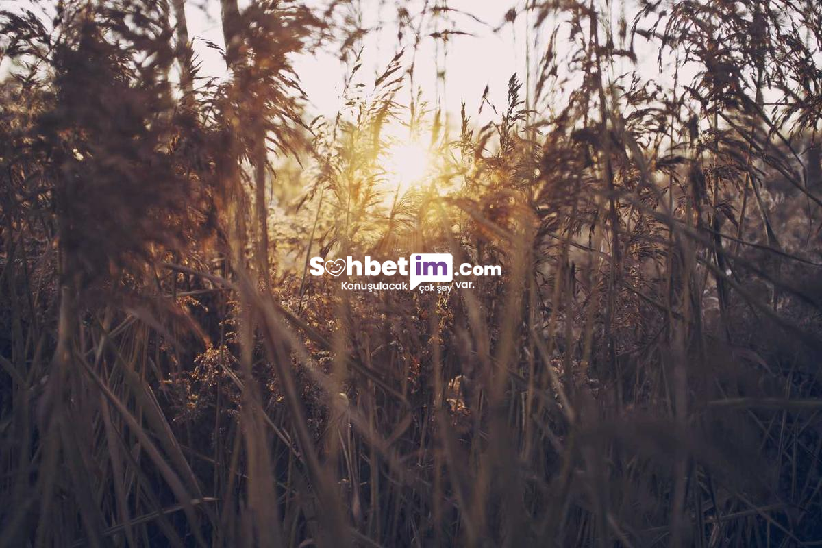 Omegle Görüntülü Sohbet ve Mobil Chat Odası Kaydı Yap