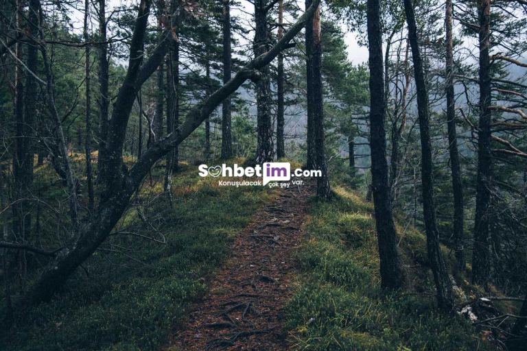 Sanal Chat Sitesi ve Online Sohbet Kanalları