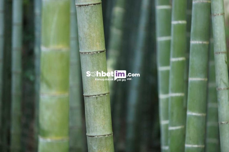 Siber Alem Sohbet Odası ve Mobil Chat Giriş Kaydı