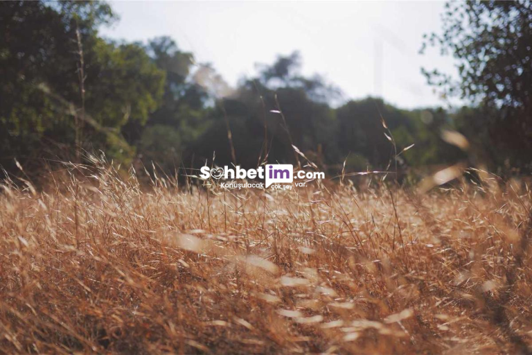 Sohbet Odaları ile Sanal Chat Dünyasına Katıl