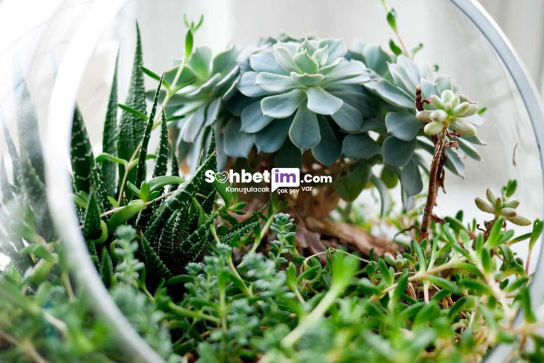 Whatsapp Chat Grupları ve Mobil Sohbet Bağlantıları