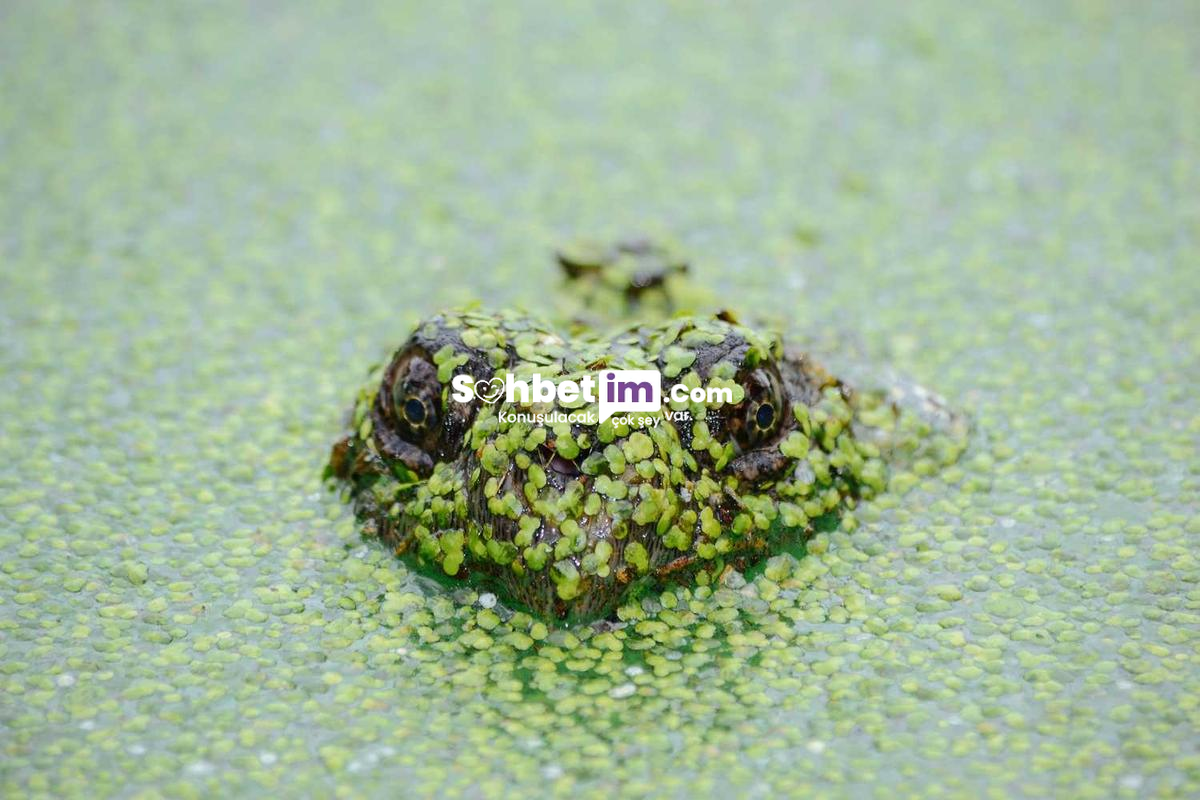 Yuzuk Chat Mobil Sohbet Sayesinde Chat Yapın