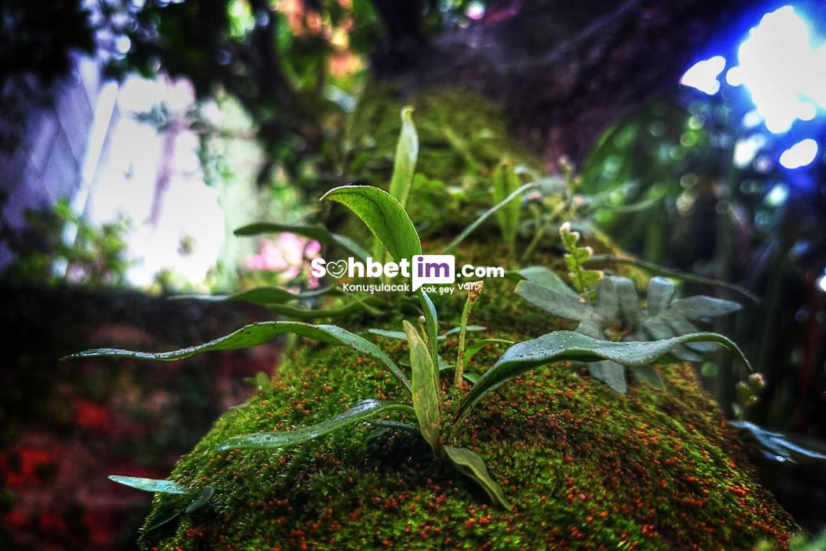 Liseli Sohbet Sitesi ve Hızlı Chat Odaları Girişi