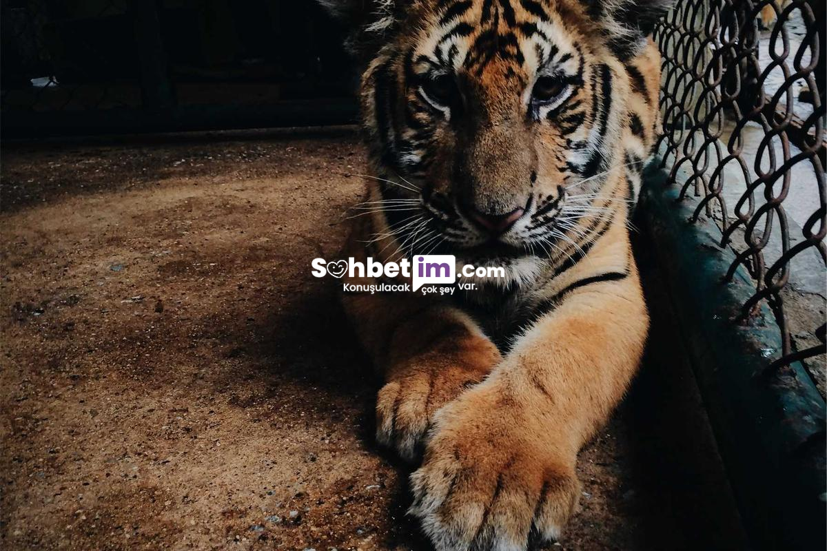 Siber Alem Sohbet Kanalları ve Chat Odası Giriş Kaydı