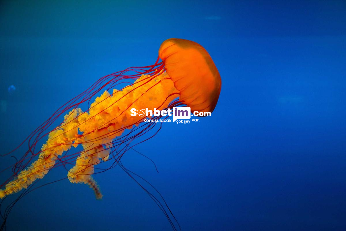 Whatsapp Chat Linki ve Mobil Sohbet Grupları