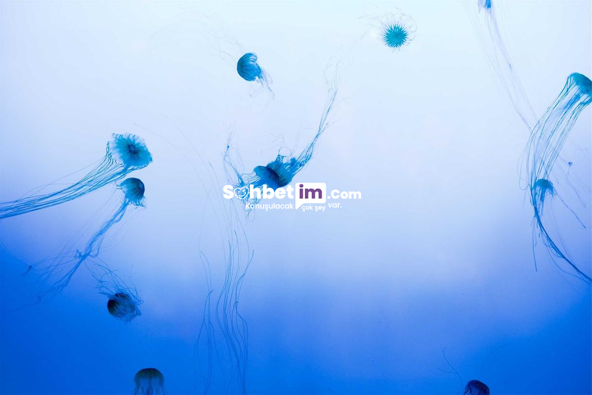 Whatsapp Sohbet Odaları ve Chat Grupları